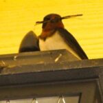 ツバメの営巣